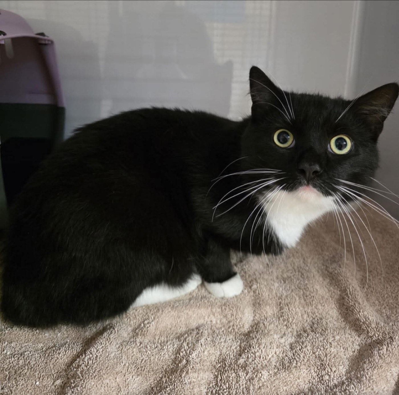 Fundkater aus Wipperfürth - Jörgensmühle