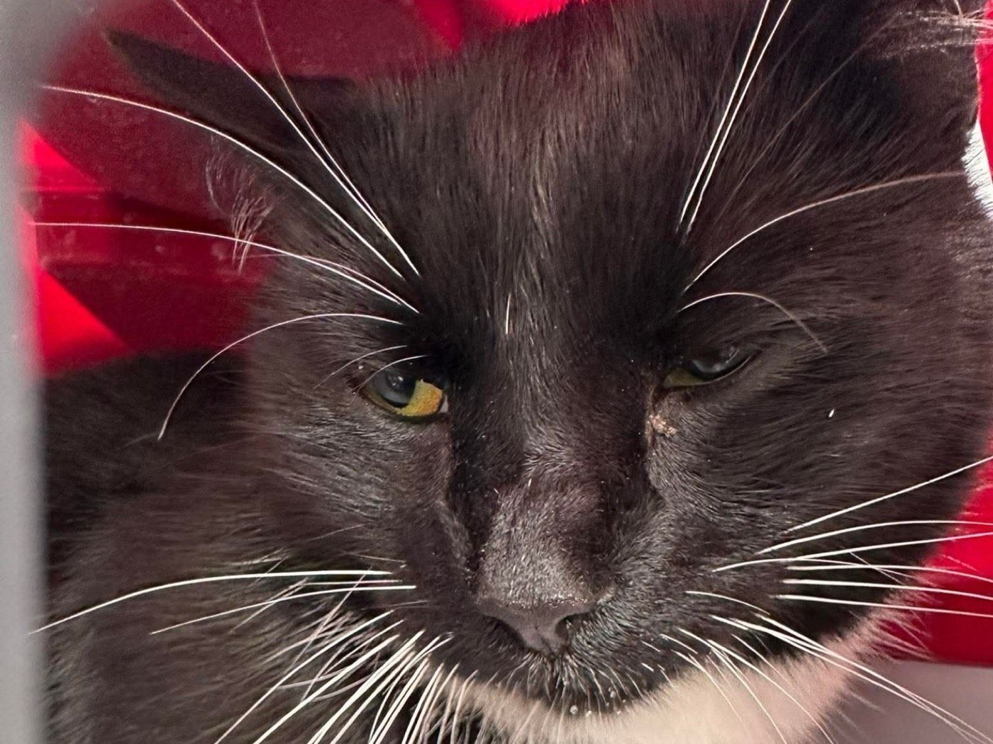 Fundkater aus Wipperfürth - Niederwipper