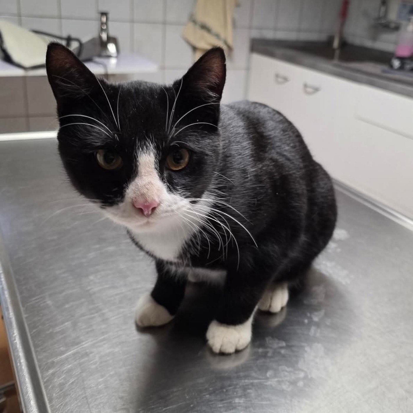 Fundkater Lindlar
