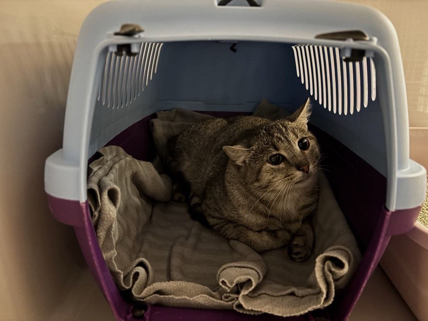 Fundkatze aus Engelskirchen