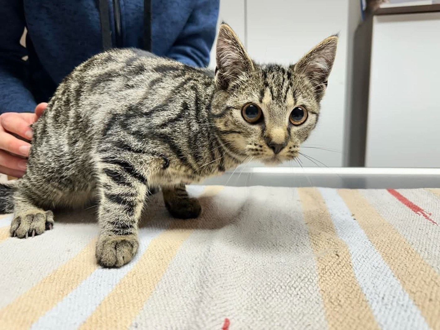 Fundkatze aus Halver