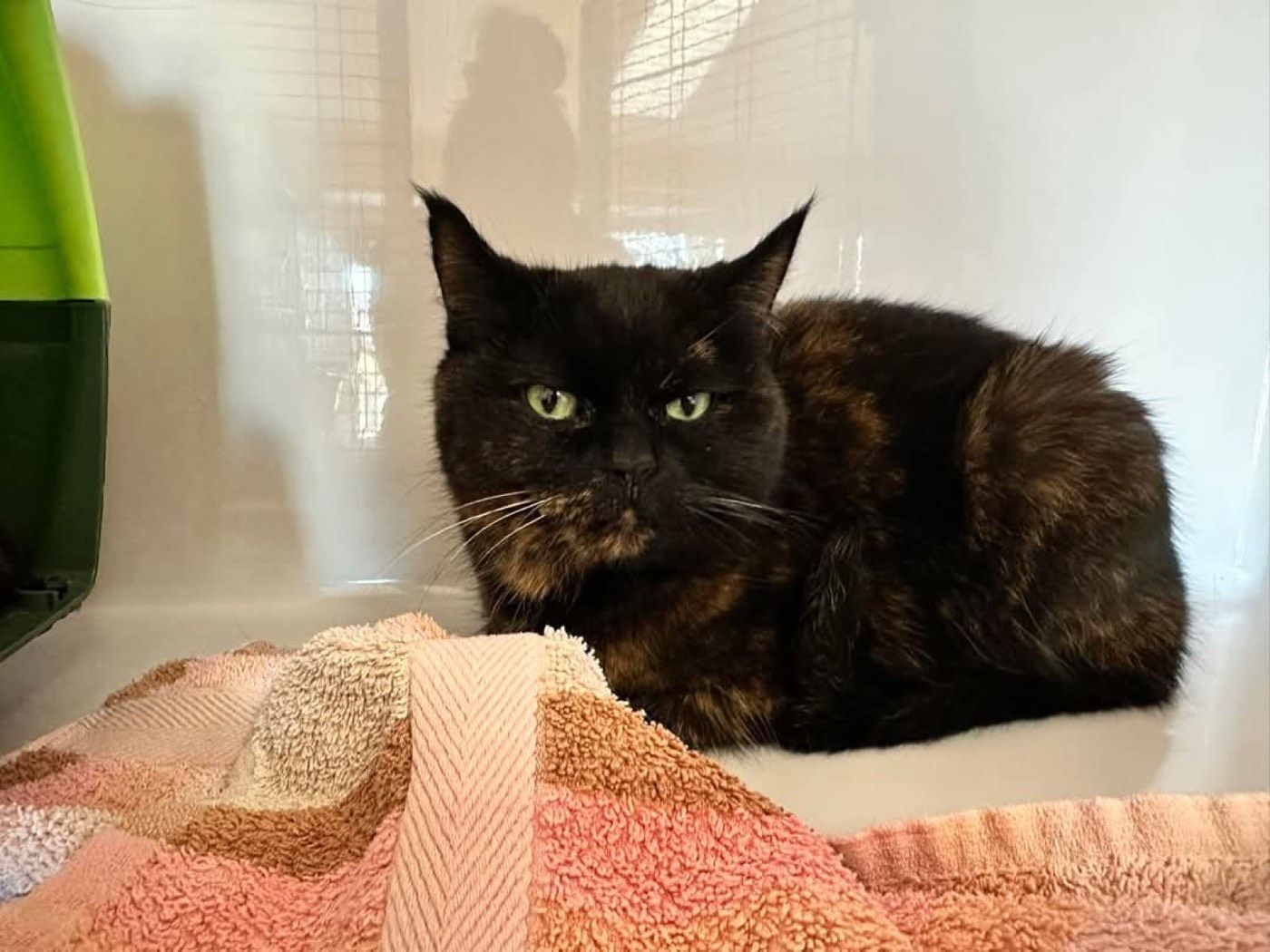Fundkatze aus Hückeswagen
