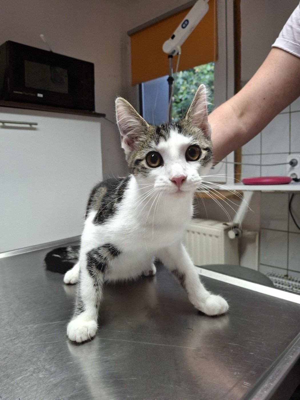 Fundkatze aus Lindlar (Parkplatz Freilichtmuseum)