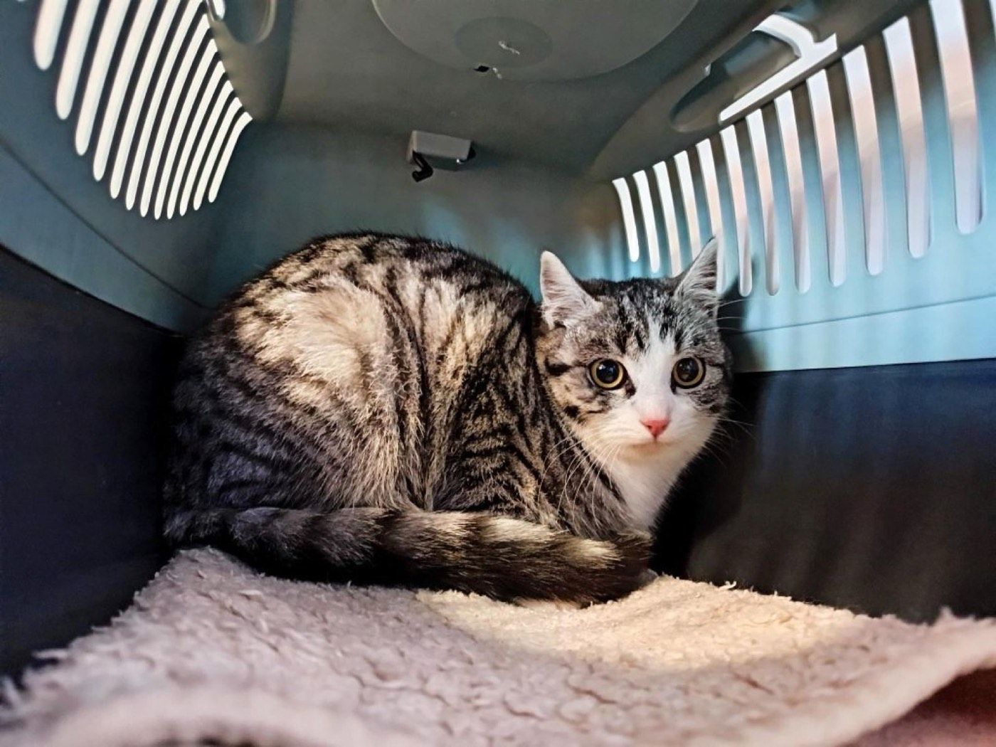 Fundkatze aus Marienheide