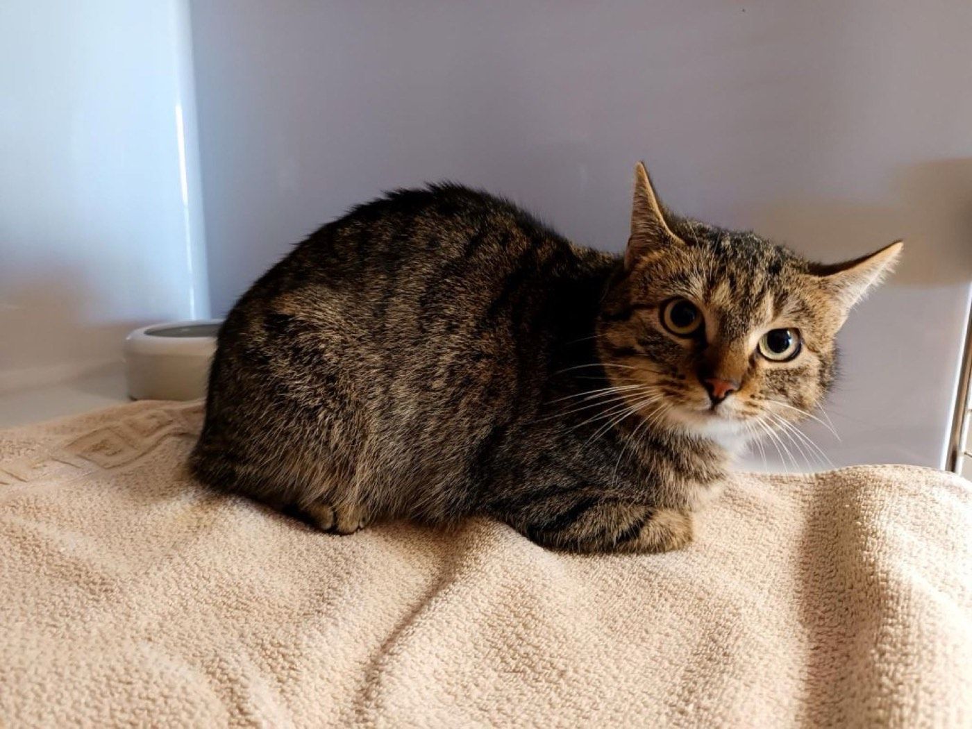 Fundkatze aus Marienheide
