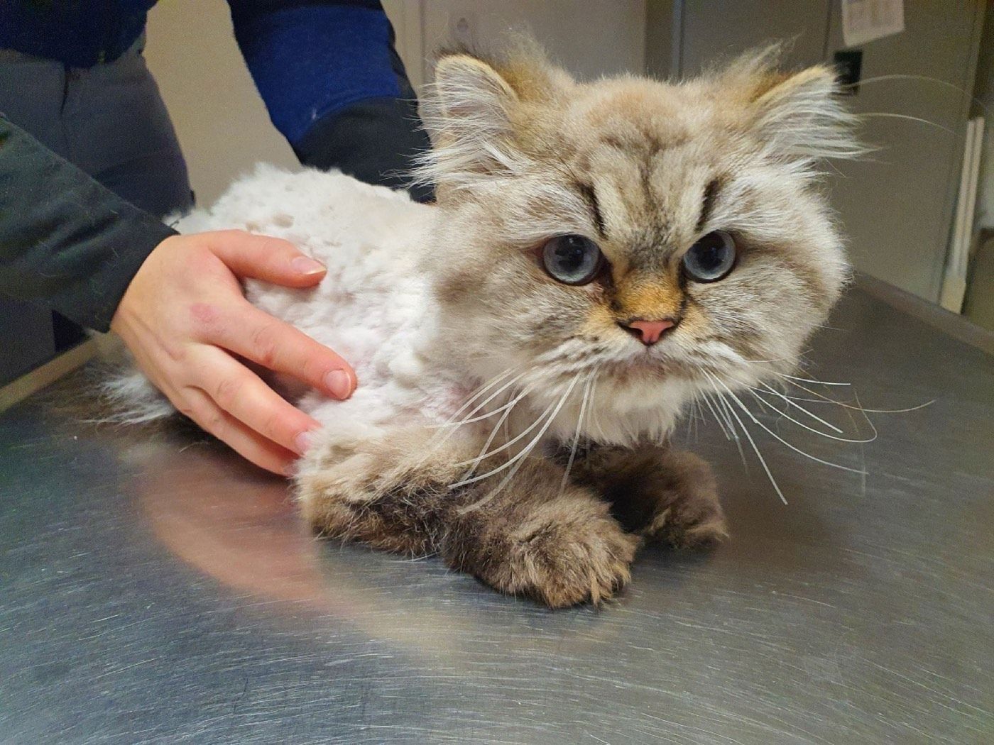 Fundkatze aus Wipperfürth