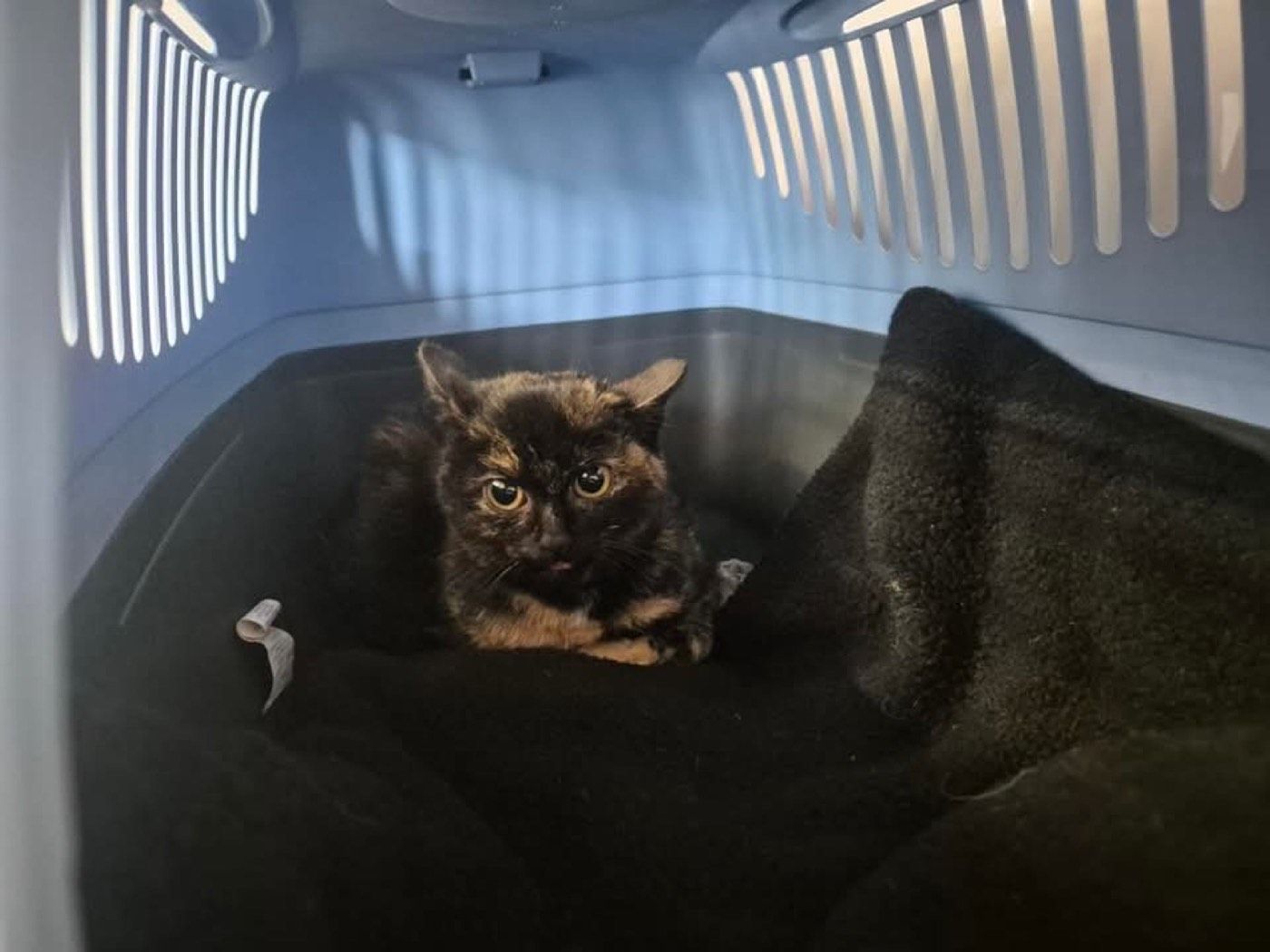 Fundkatze aus Wipperfürth
