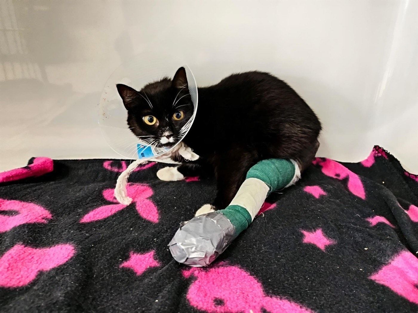 Fundkatze aus Wipperfürth