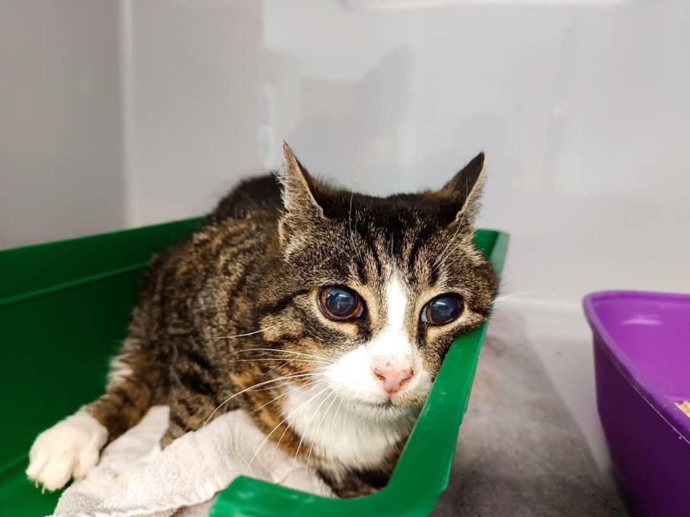 Fundkatze aus Wipperfürth
