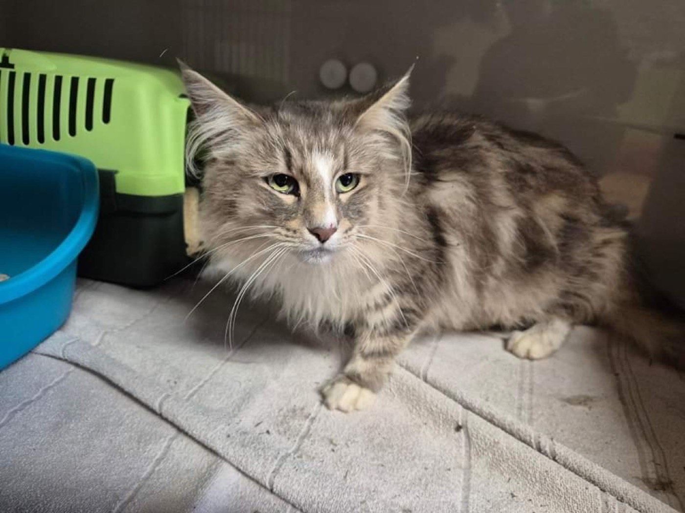 Fundkatze aus Wipperfürth