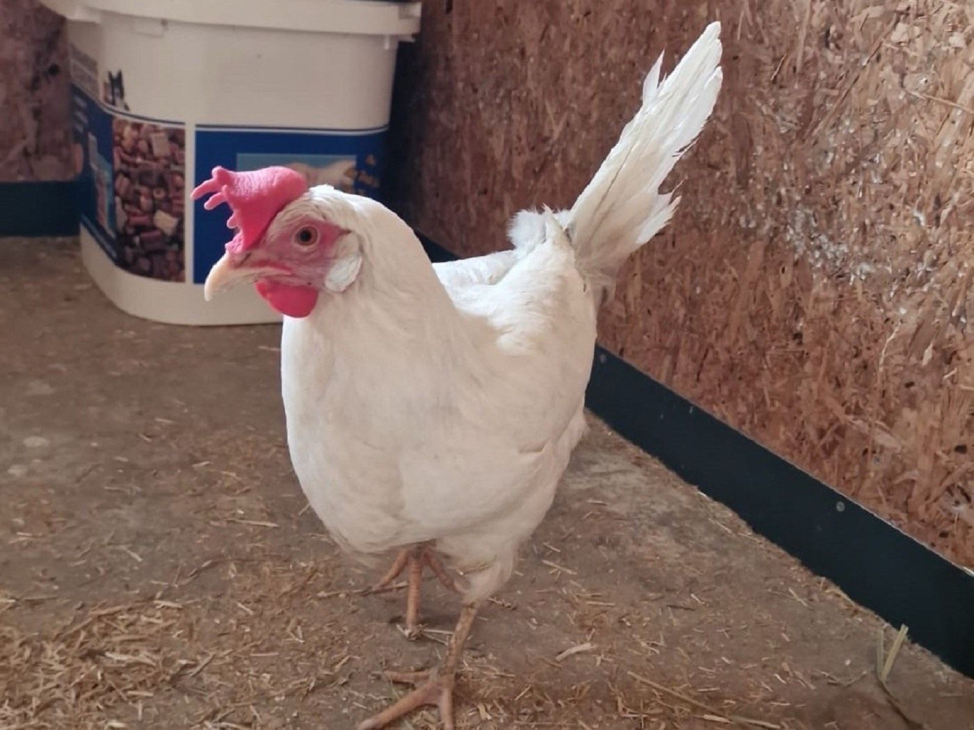 Huhn