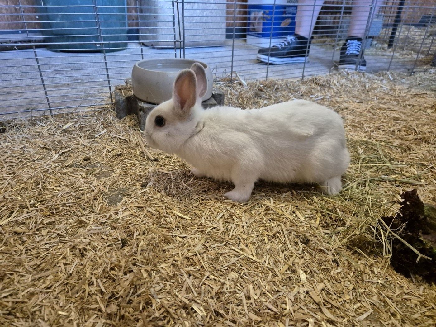 Klopfer