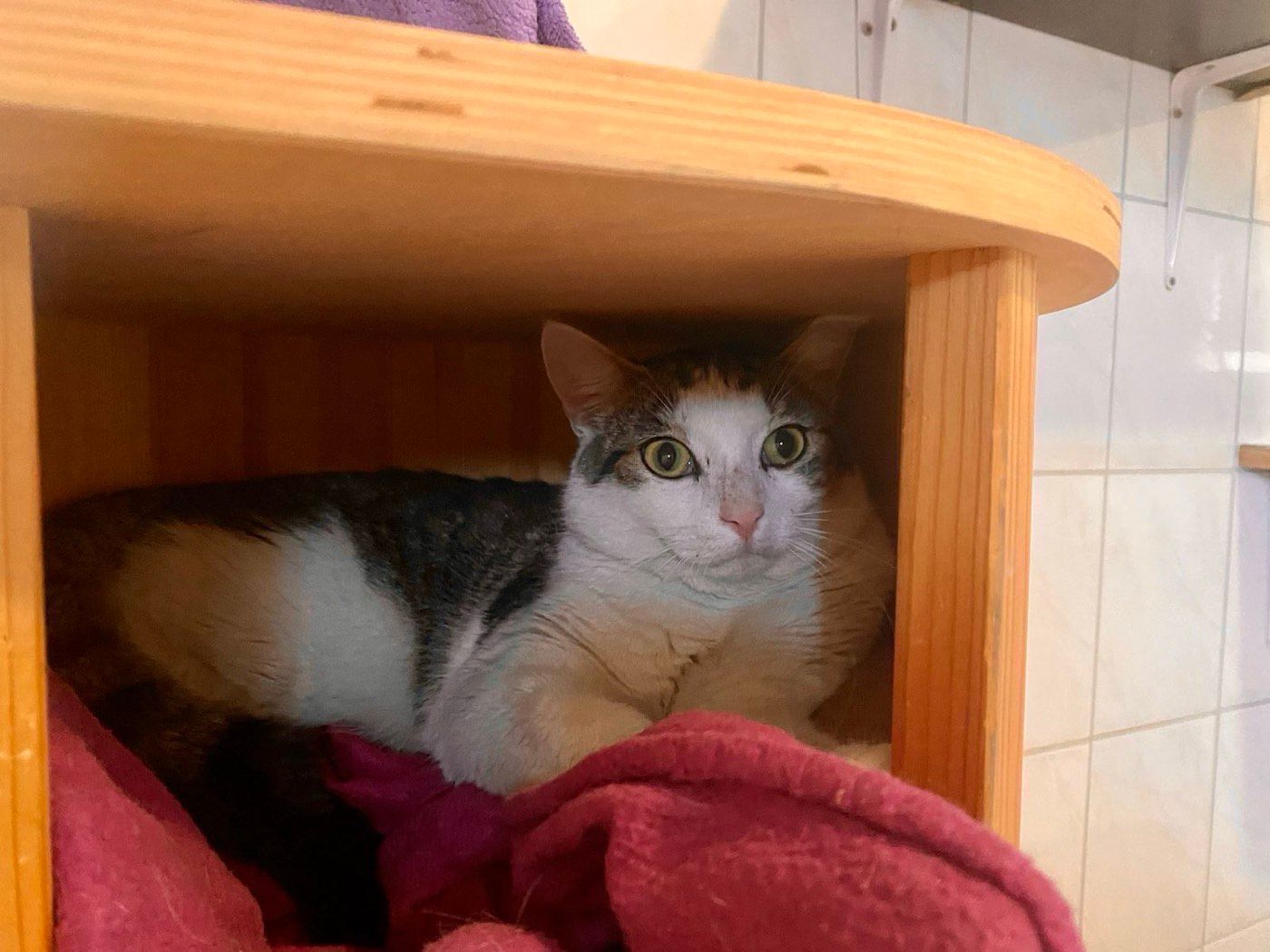 Kater aus Engelskirchen