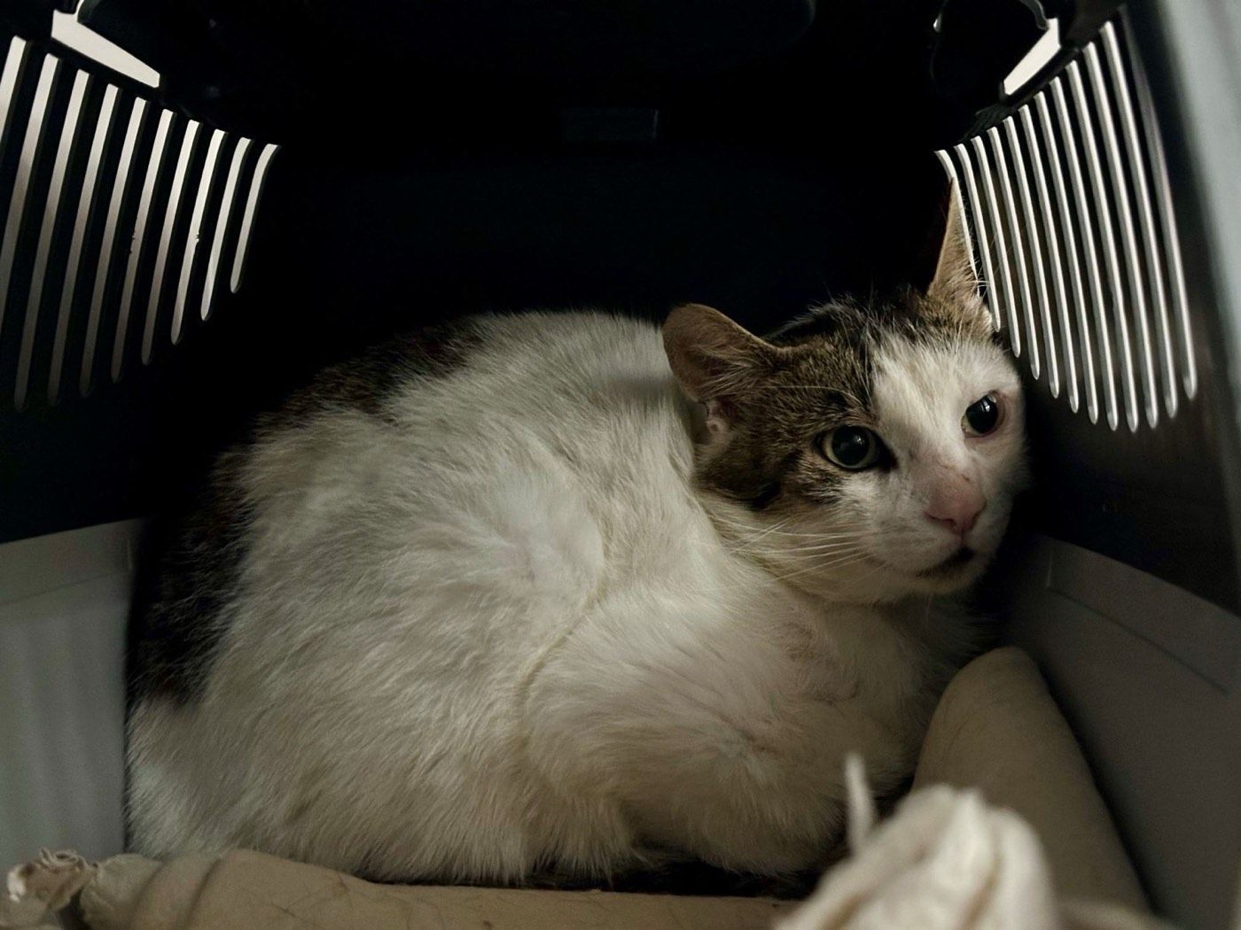 Kater aus Engelskirchen