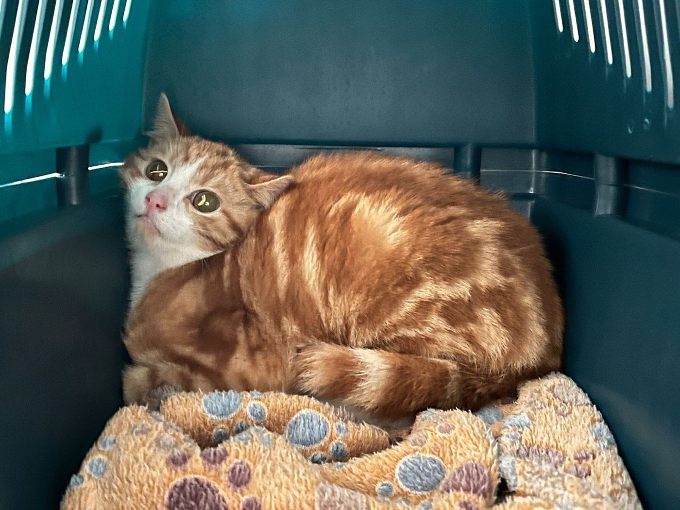 Kater aus Hückeswagen