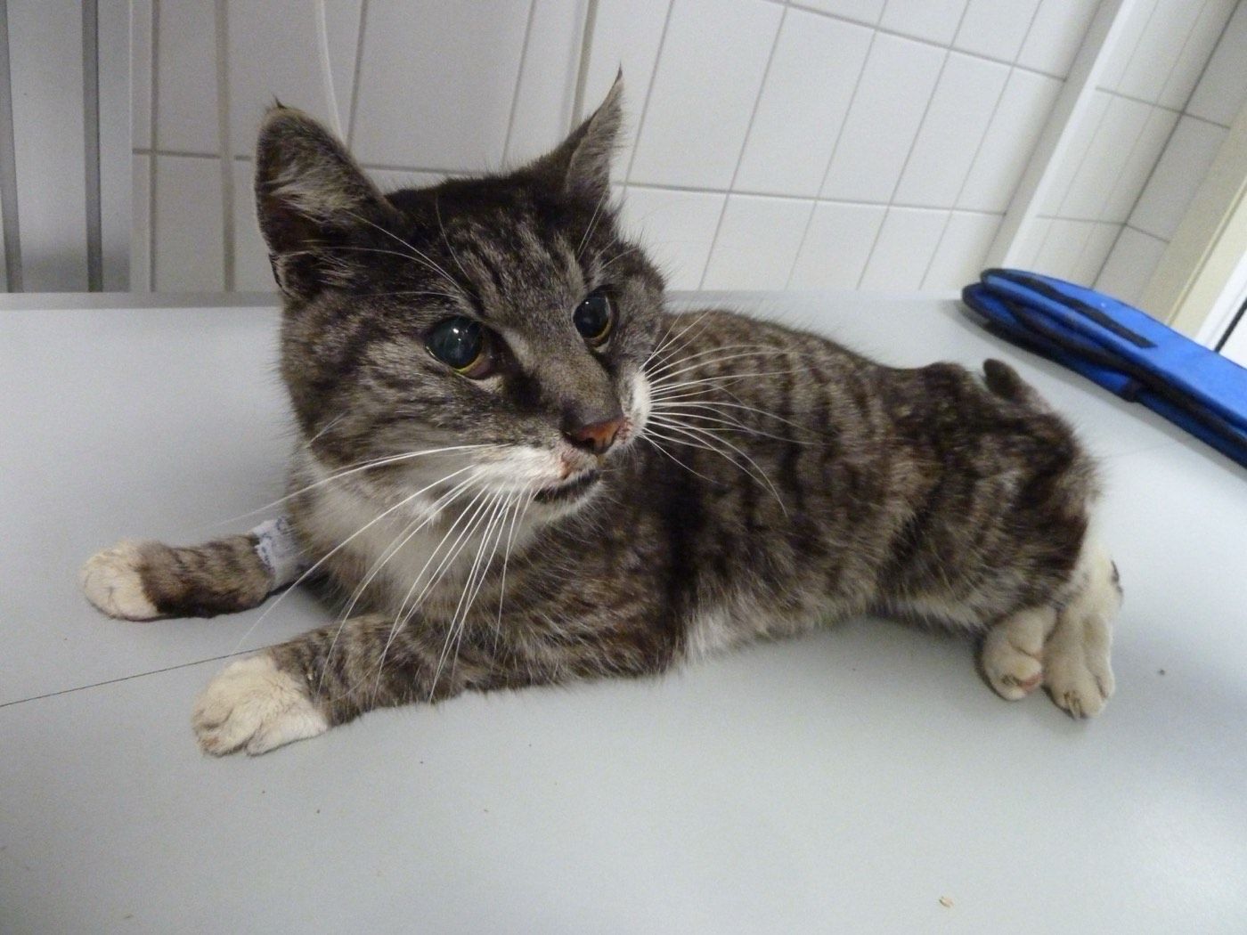 Kater aus Lindlar