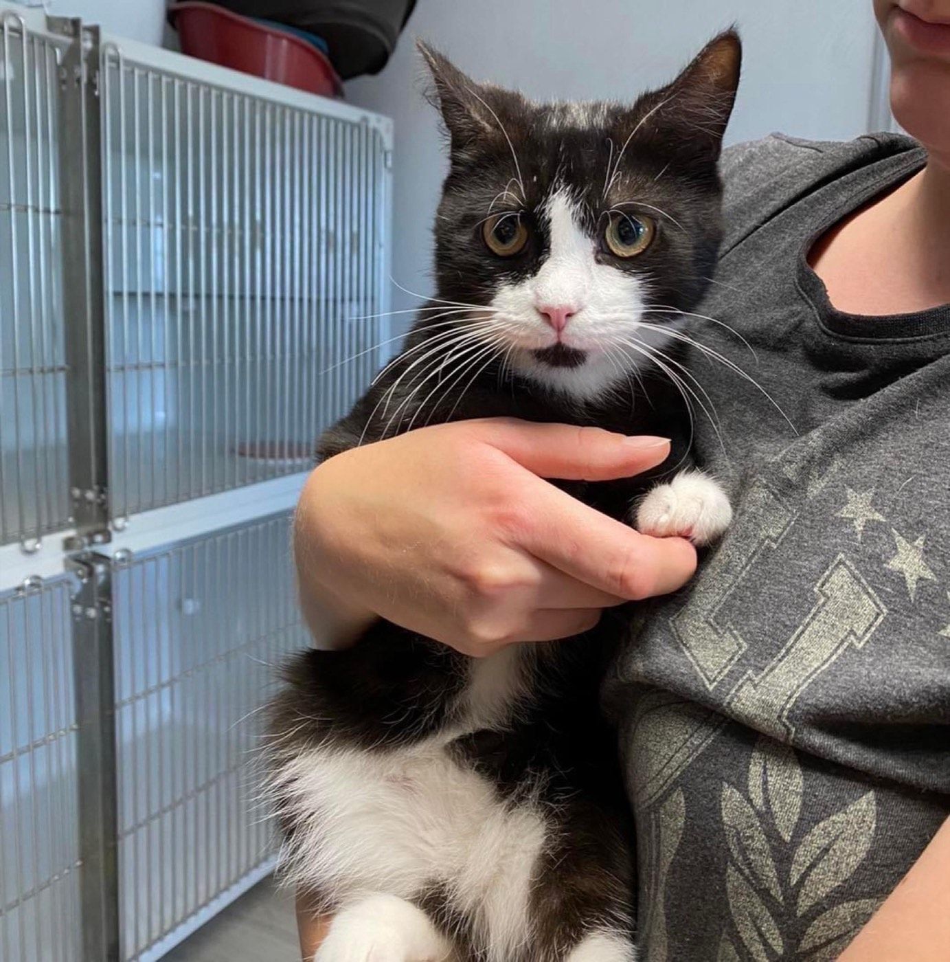 Kater aus Lindlar/Hartegasse