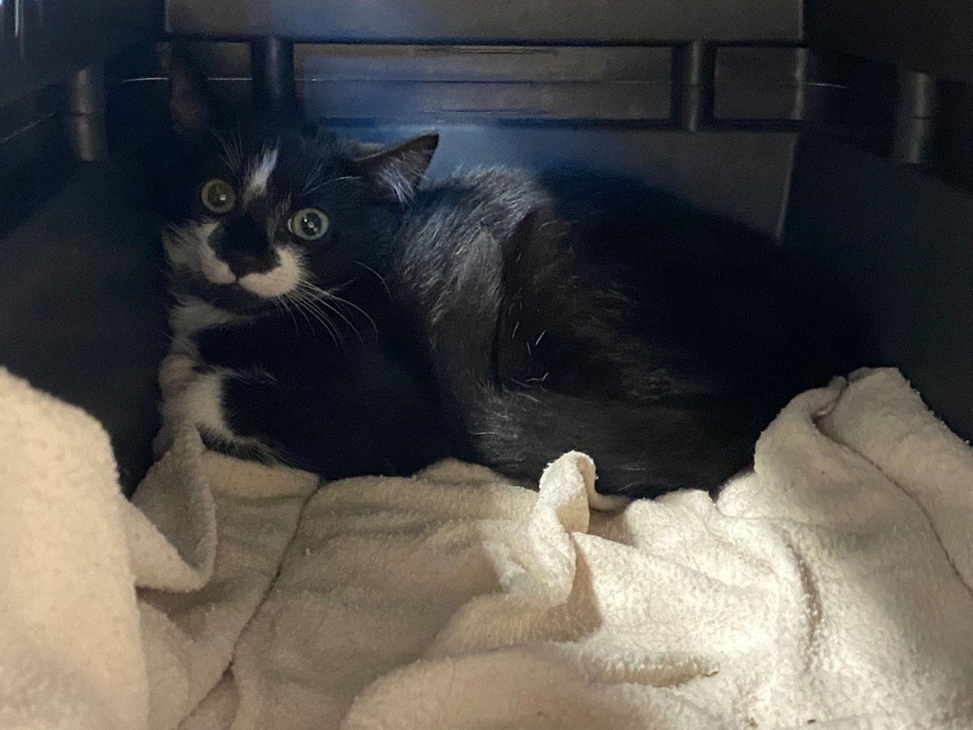 Kater aus Wipperfürth