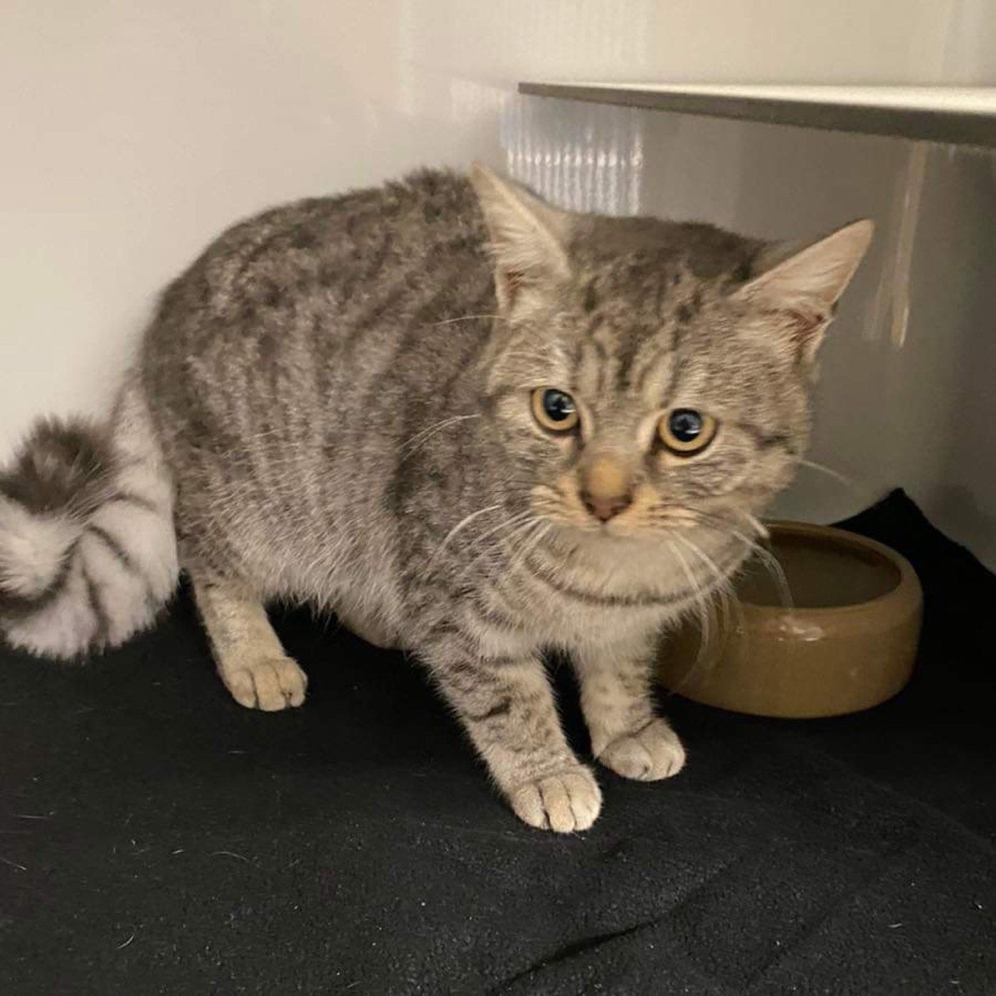 Kater aus Wipperfürth