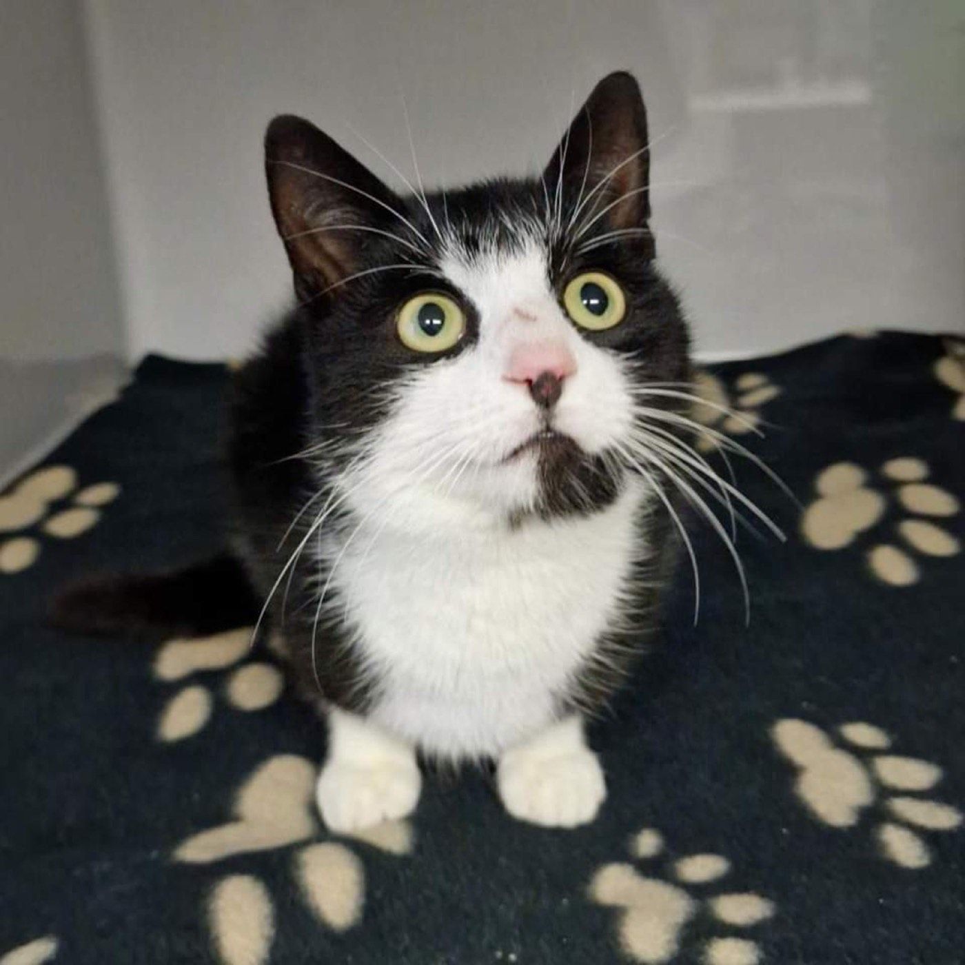 Kater aus Wipperfürth