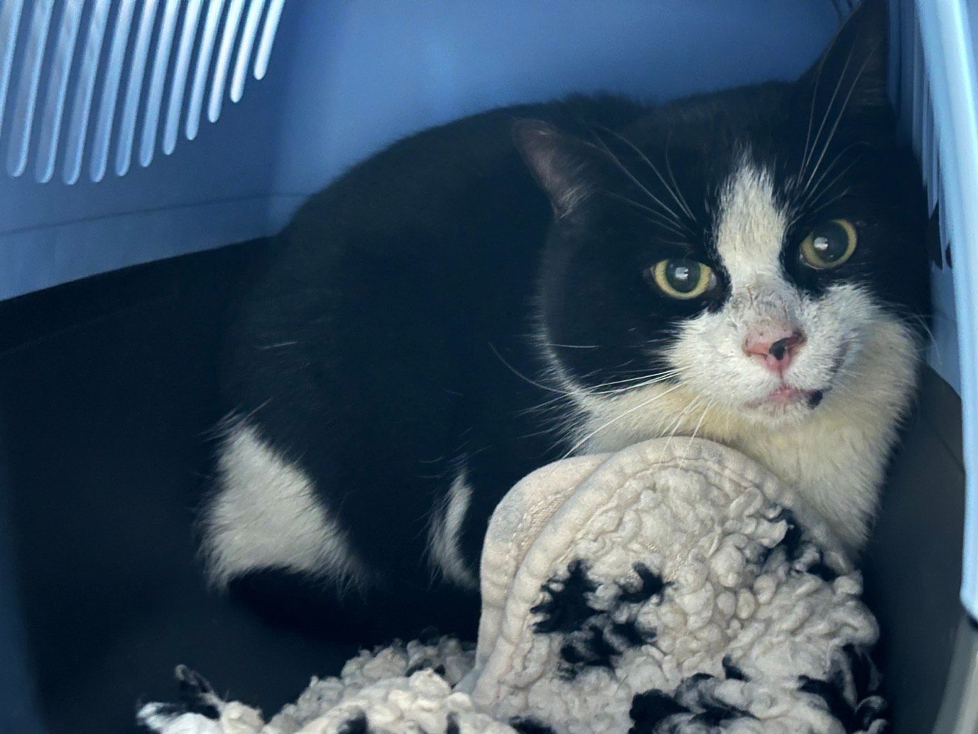 Kater aus Wipperfürth