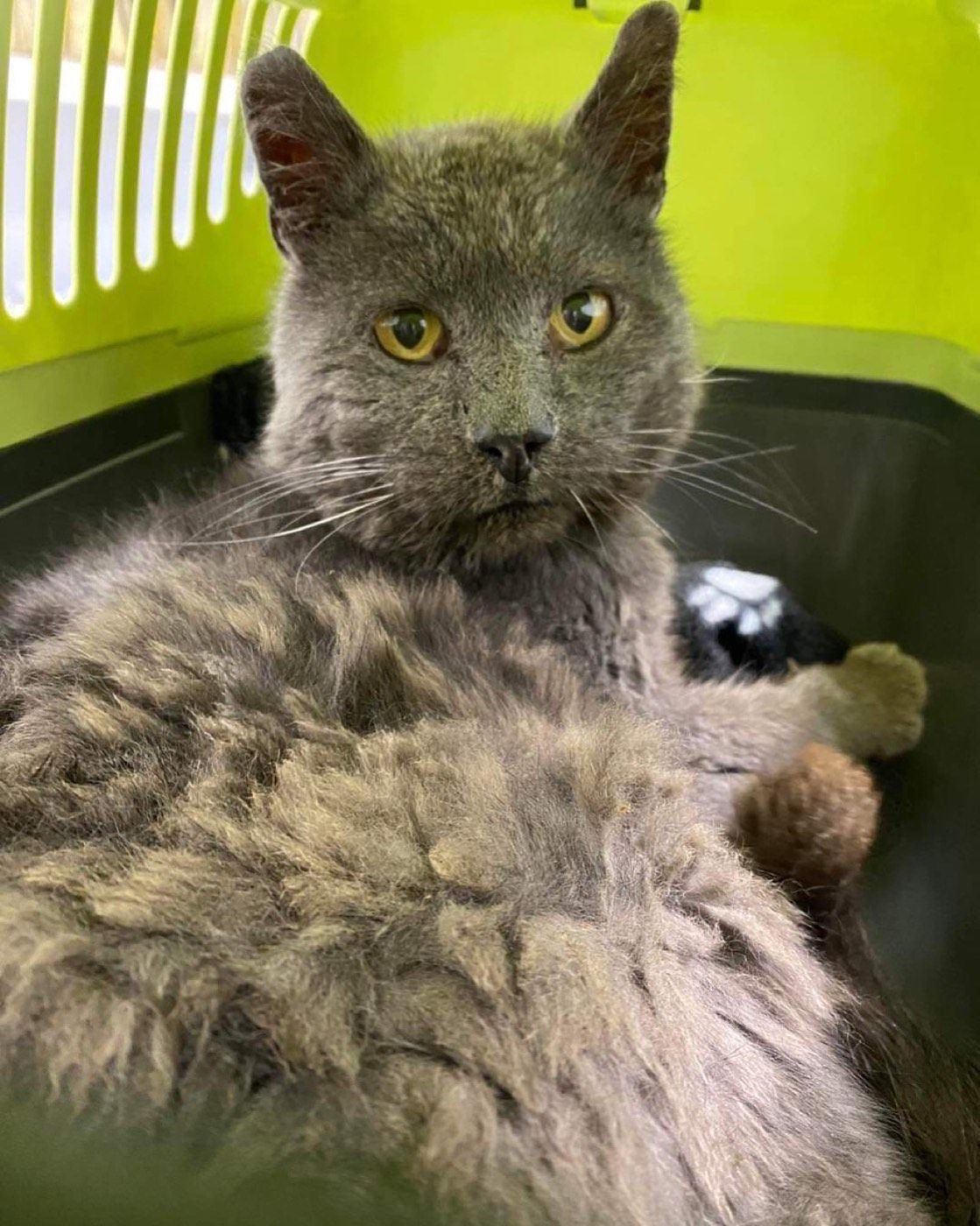 Kater aus Wipperfürth