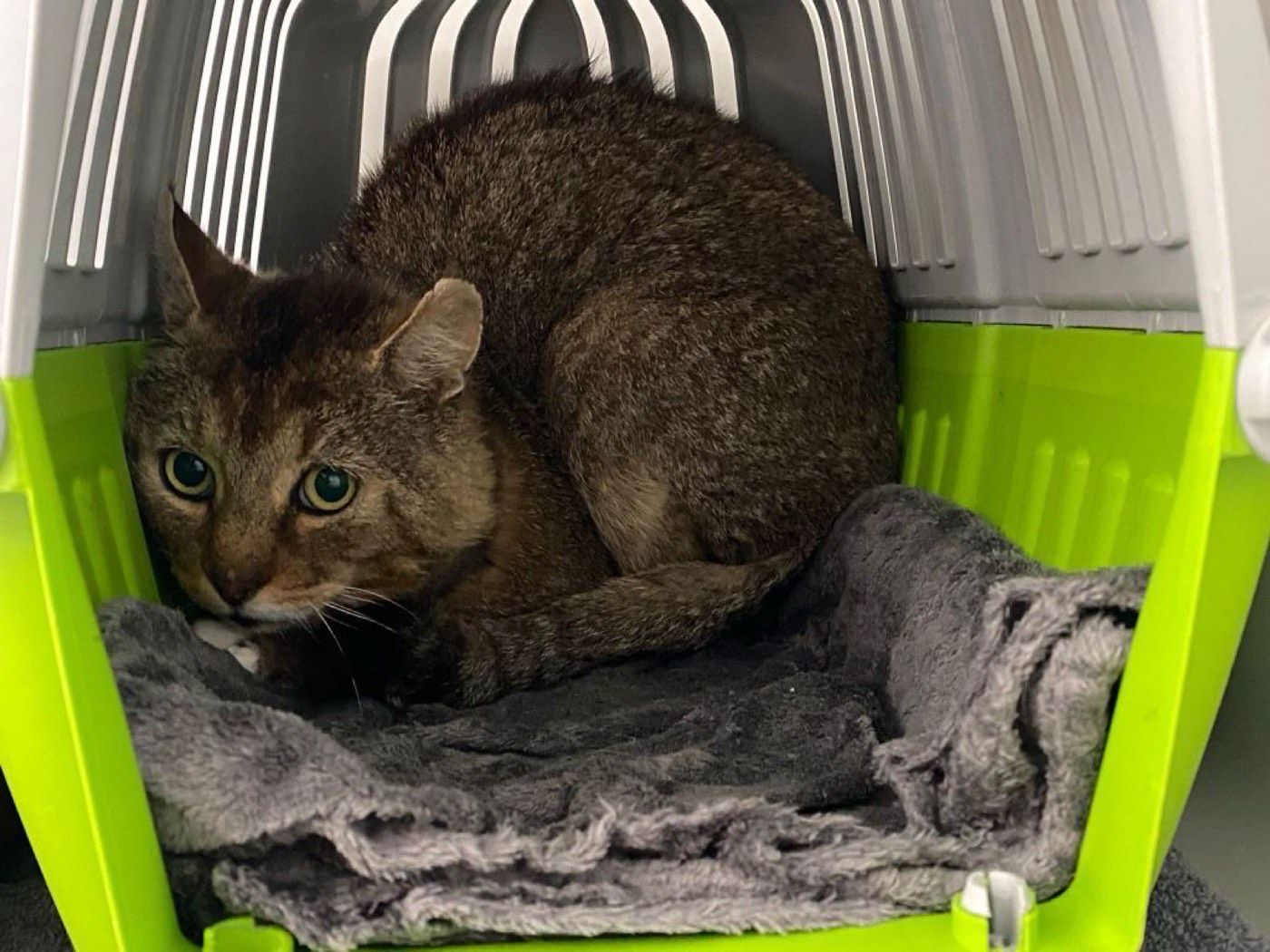 Kater aus Wipperfürth/Hämmern