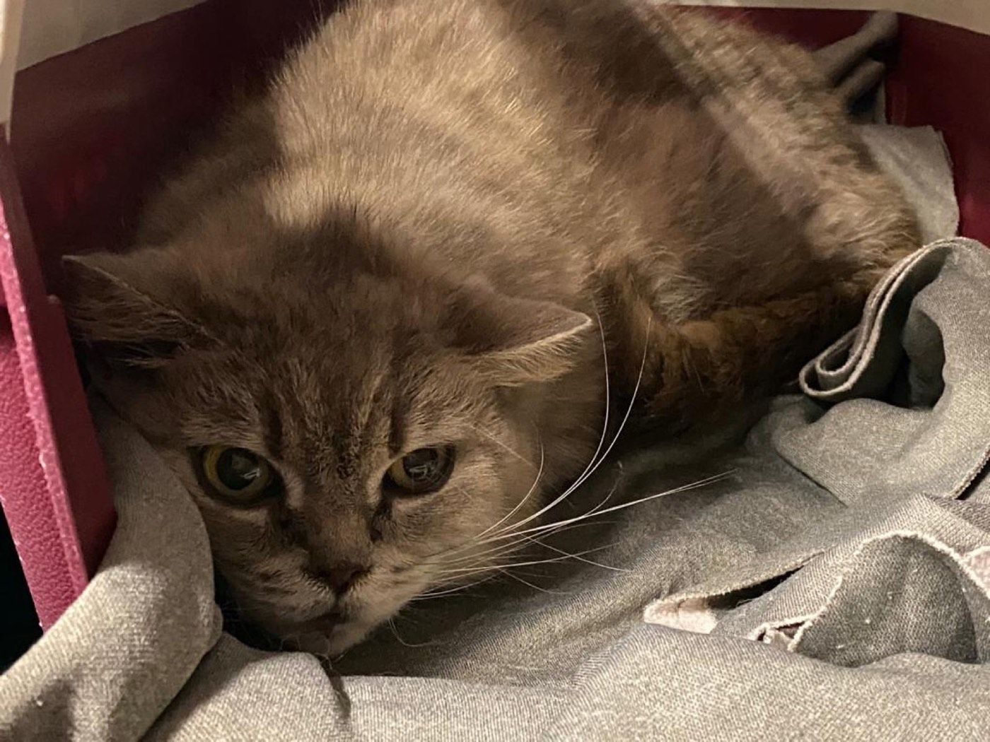 Katze aus Engelskirchen/Loope