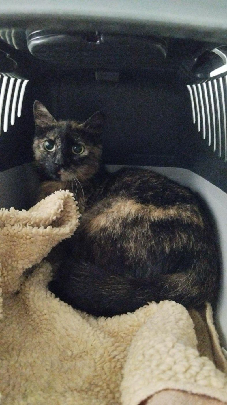 Katze aus Lindlar