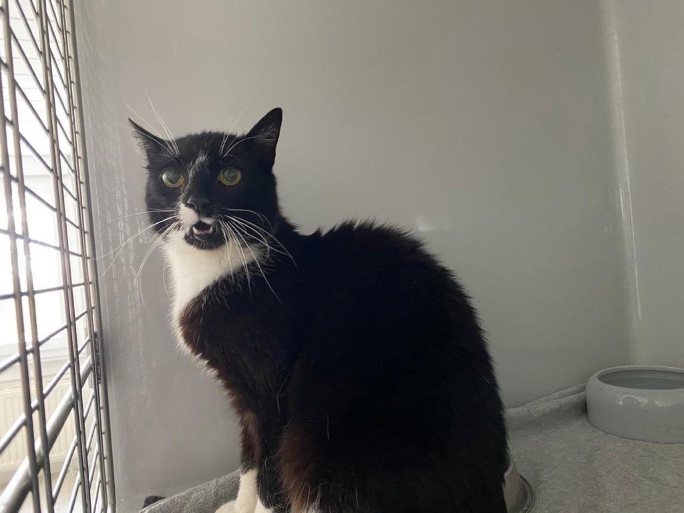 Katze aus Marienheide