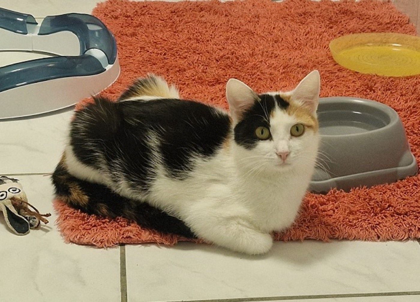 Katze aus Marienheide