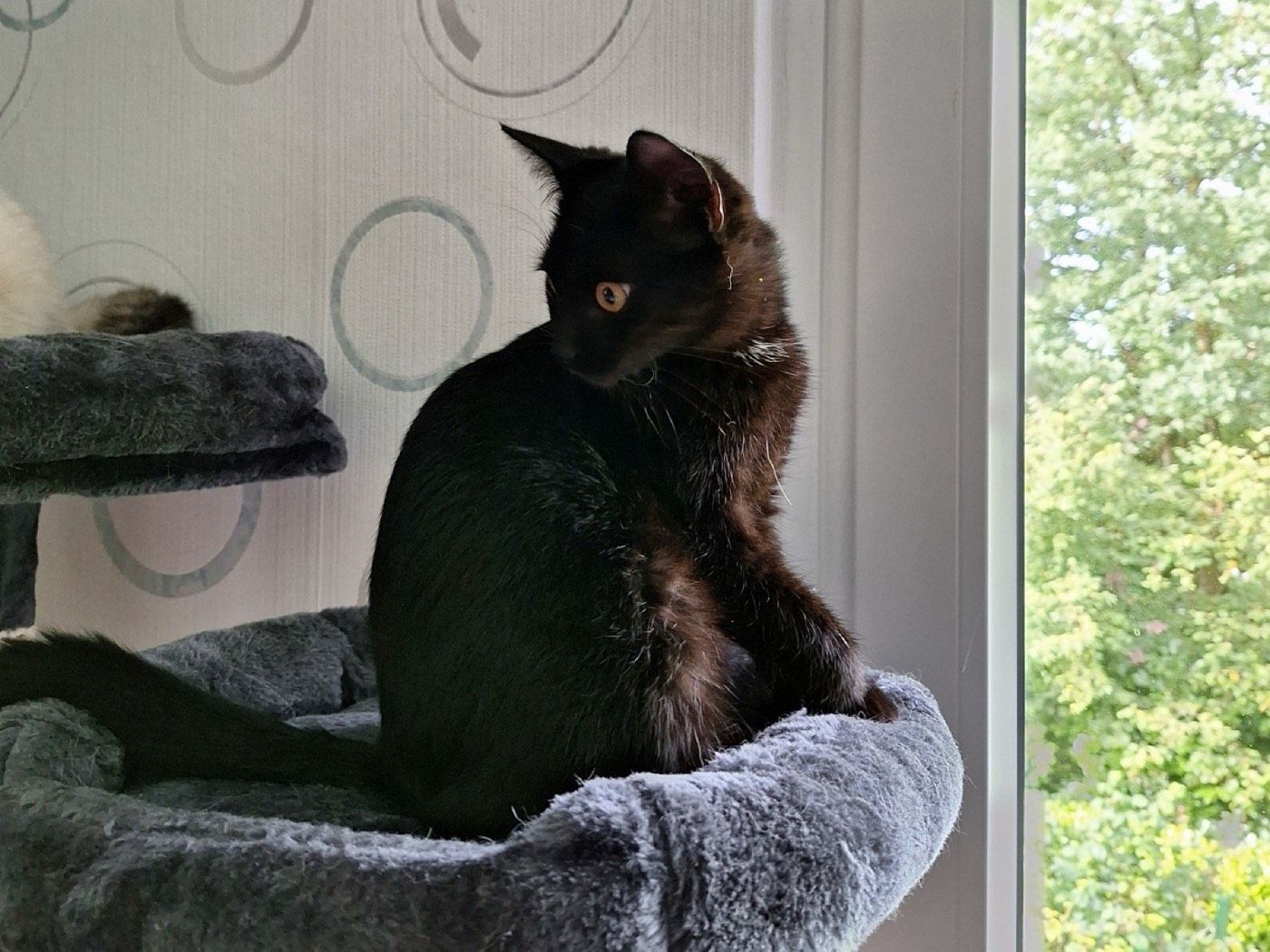 Katze aus Marienheide