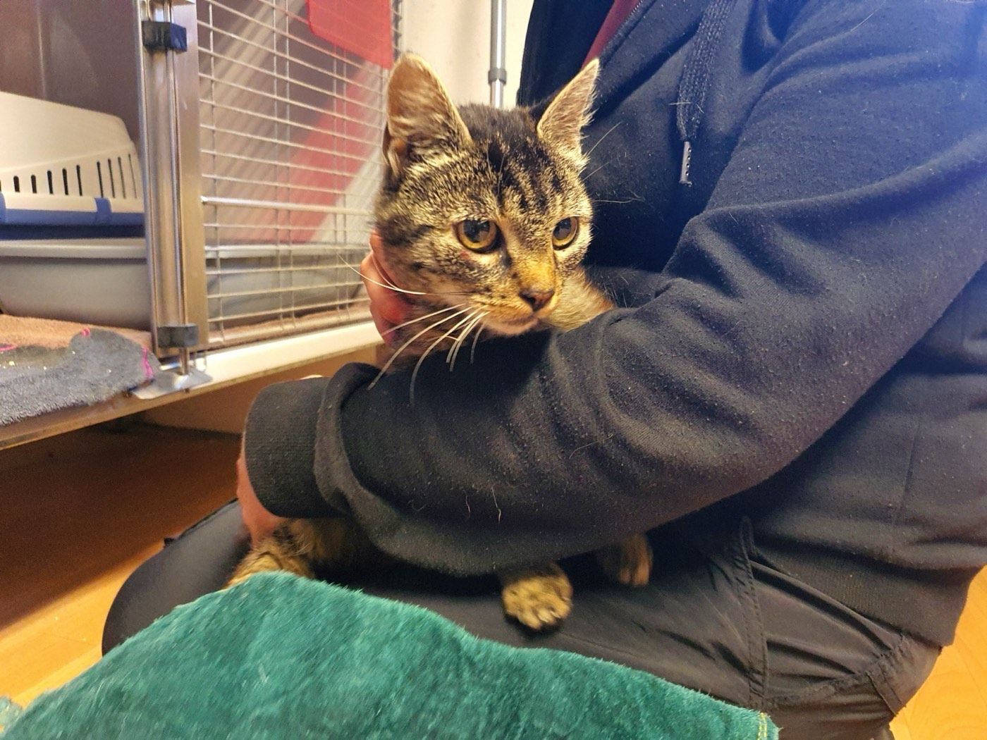 Katze aus Wipperfürth
