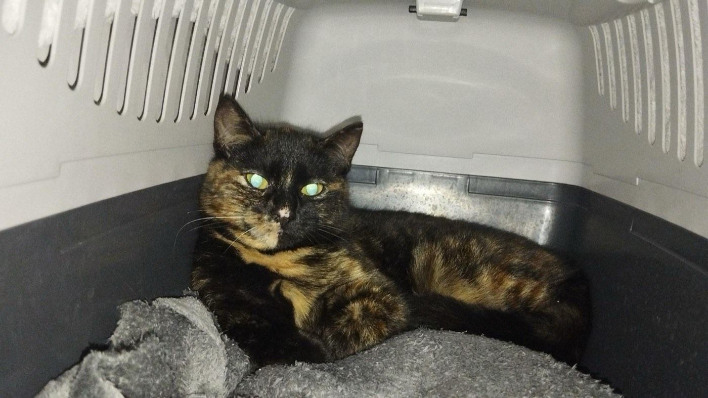 Katze aus Wipperfürth