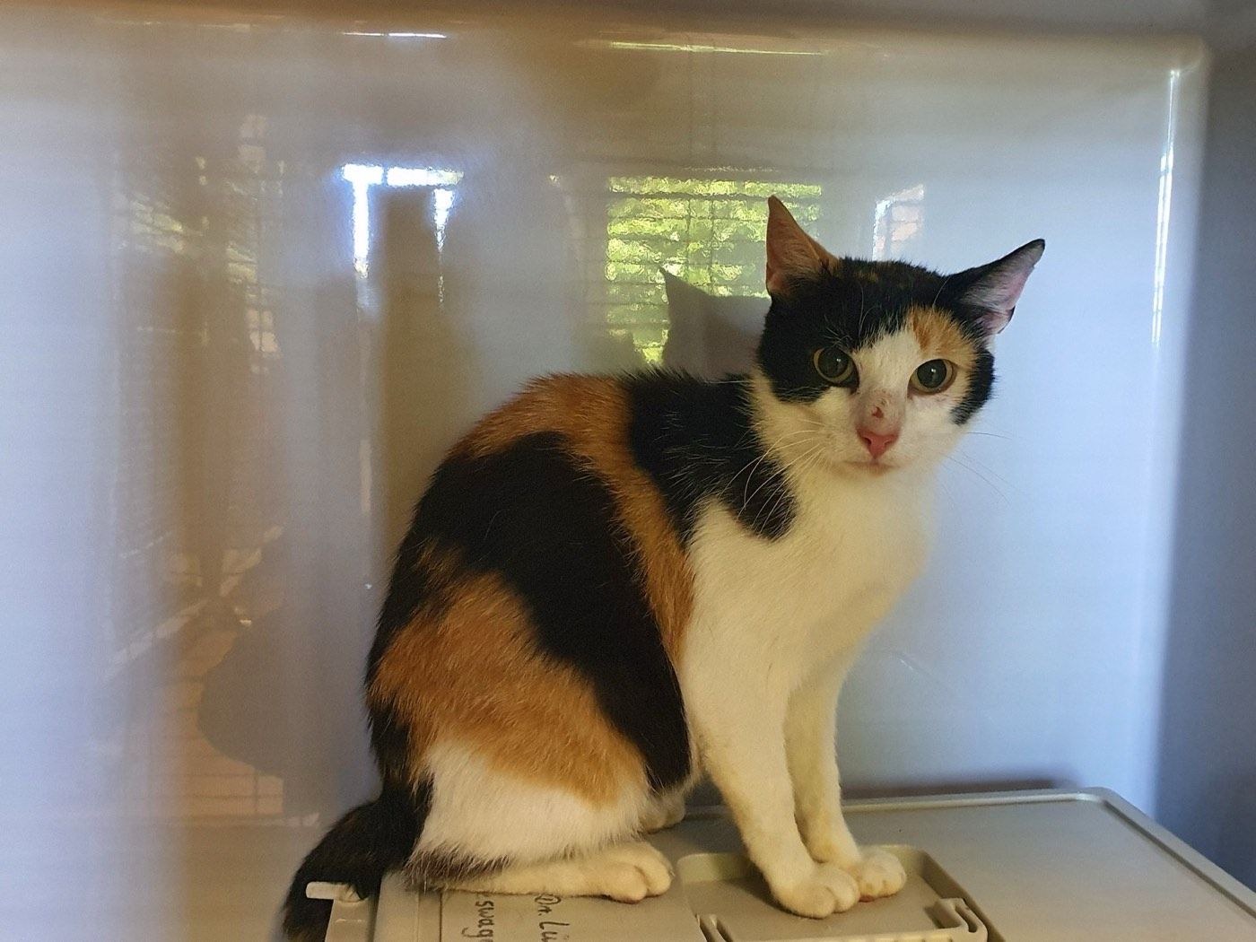 Katze aus Wipperfürth