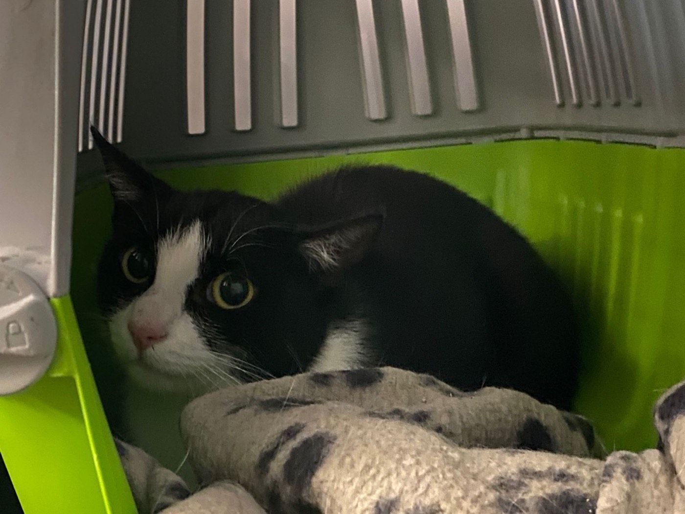 Katze aus Wipperfürth