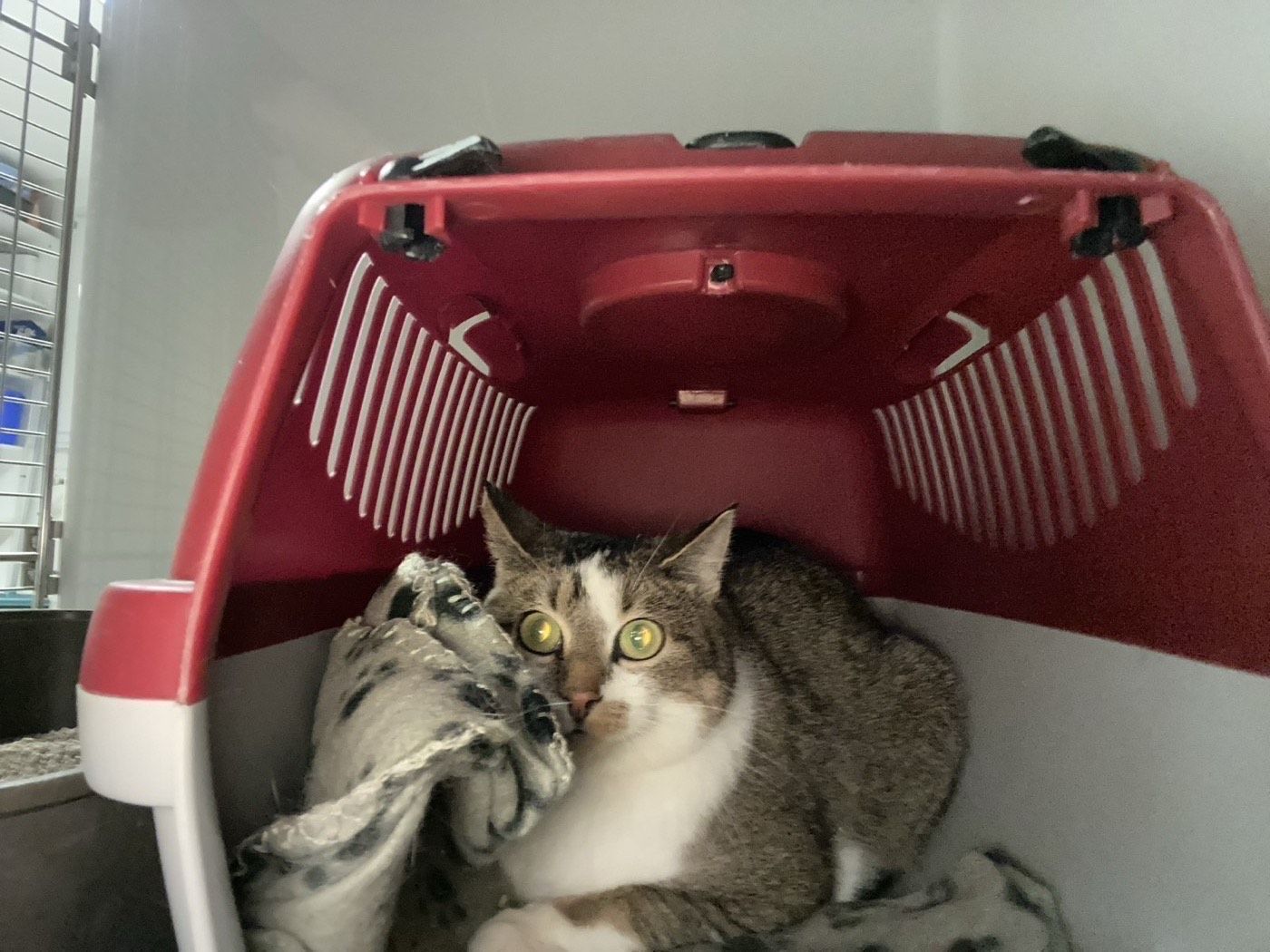 Katze aus Wipperfürth