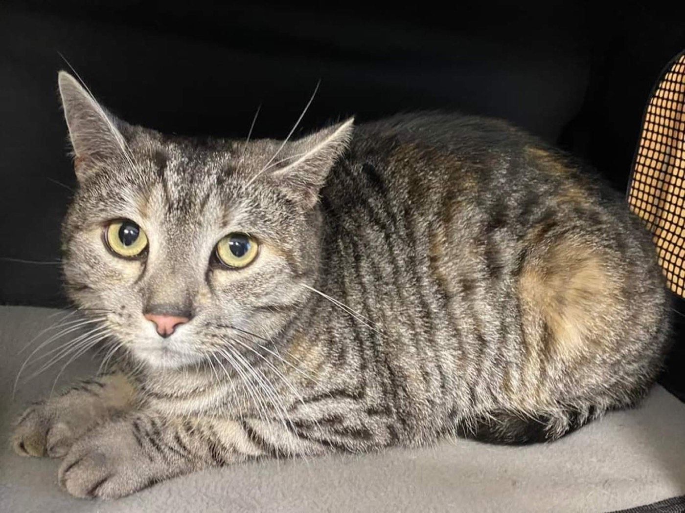 Katze aus Wipperfürth Hämmern