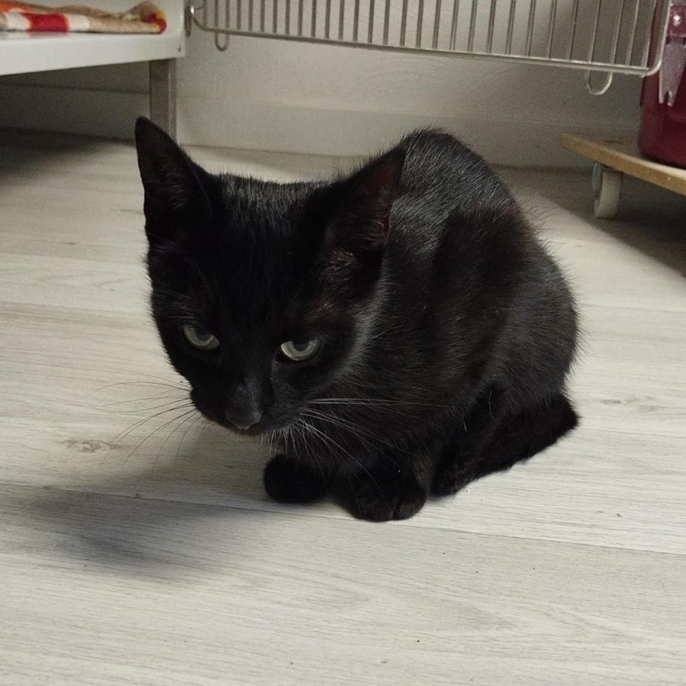 Katze aus Wipperfürth/Neye