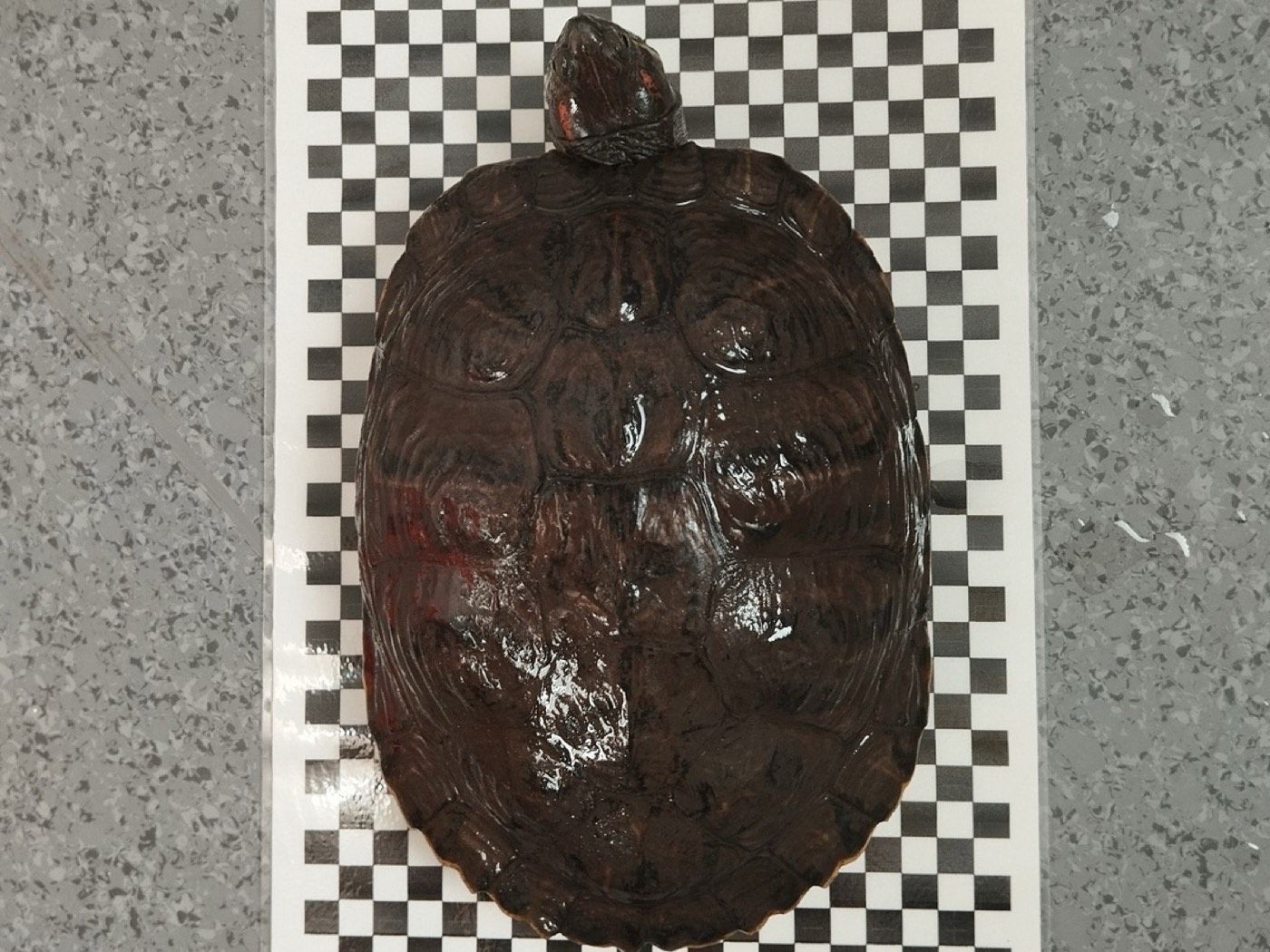Sumpfschildkröte