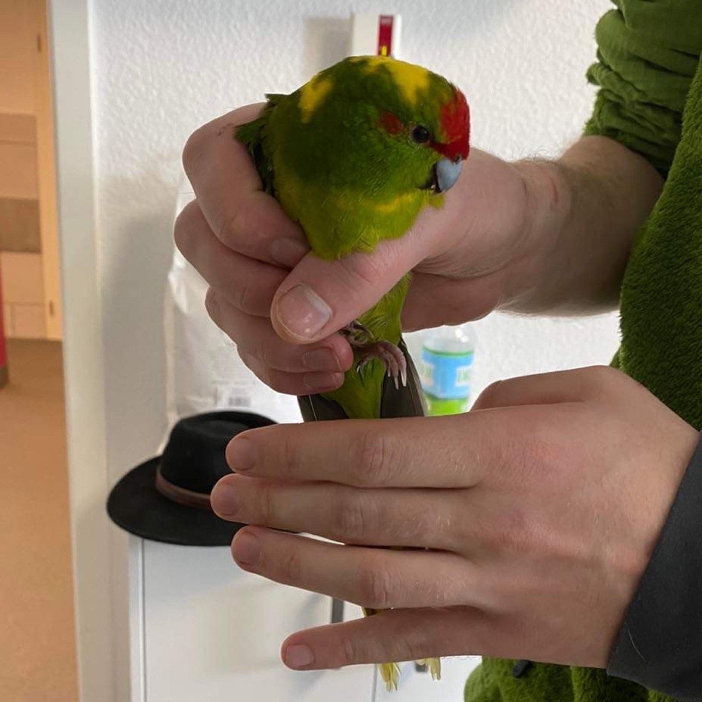 Ziegensittich aus Lindlar Welzen