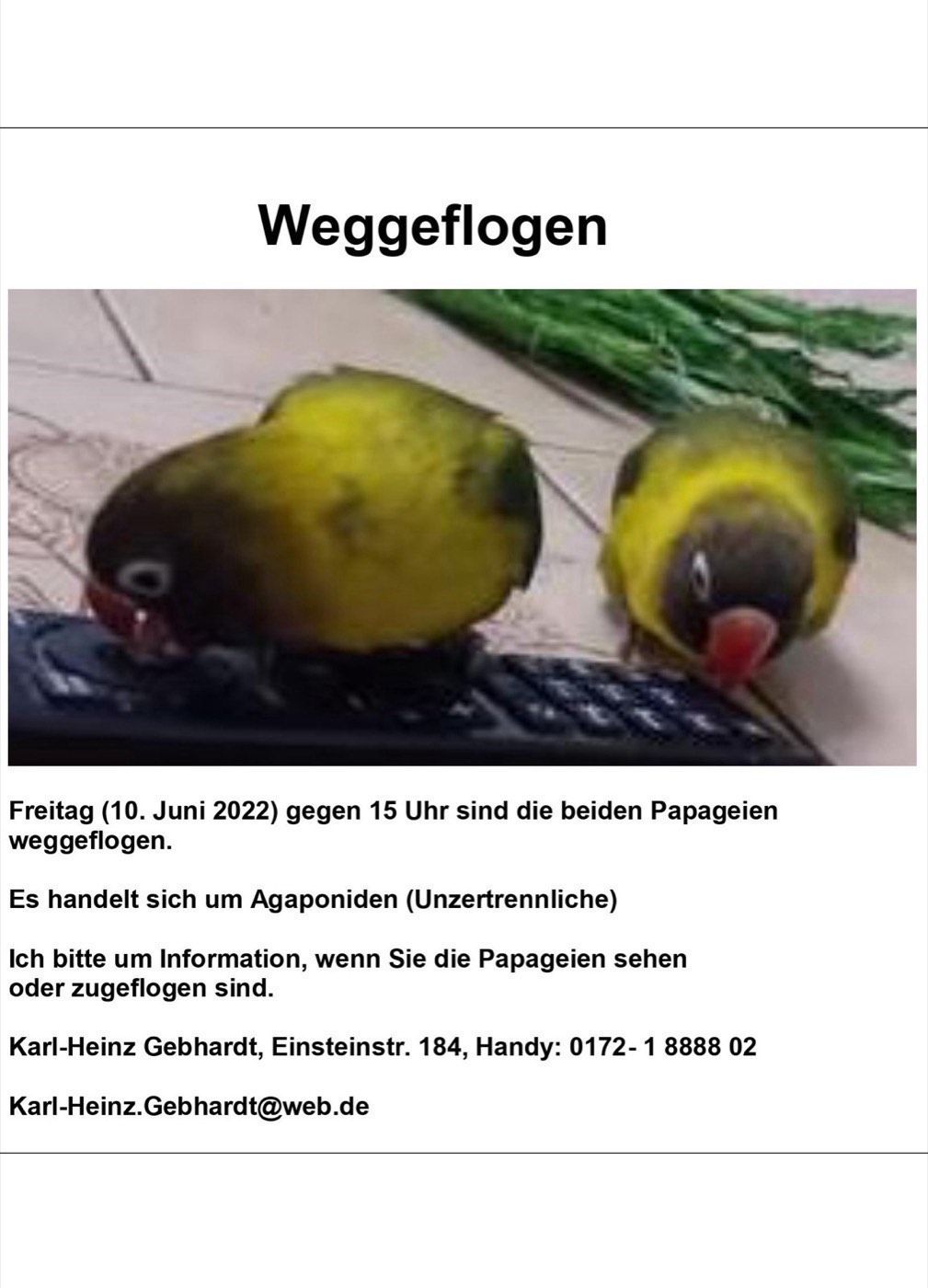 Vermisst werden 2 Agaporniden (Unzertrennliche)