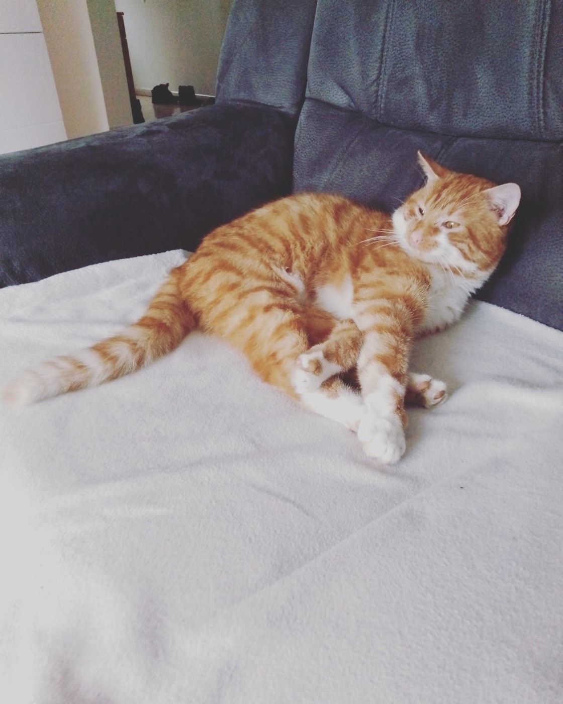Vermisst wird dieser rote Kater