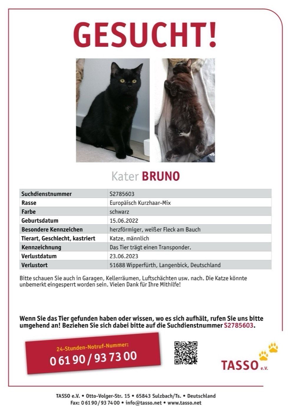 Vermisst wird Kater Bruno