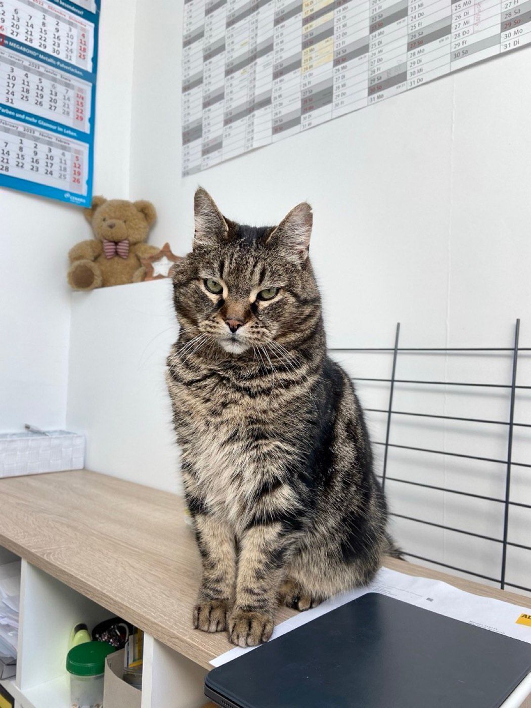 Vermisst wird Kater Charlie