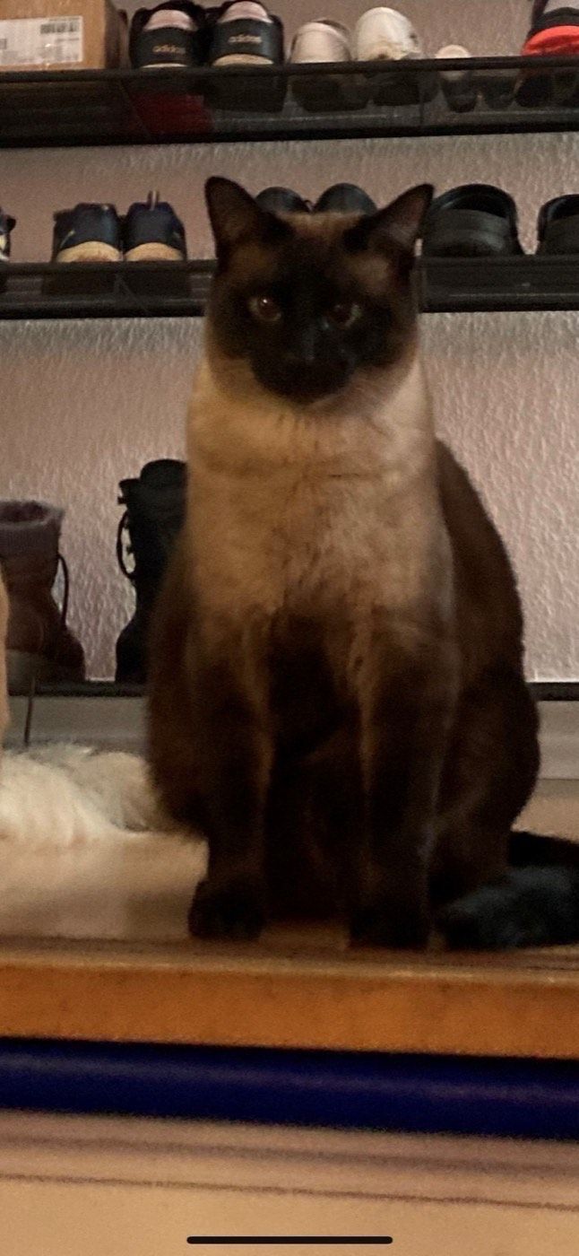Vermisst wird Kater Franky