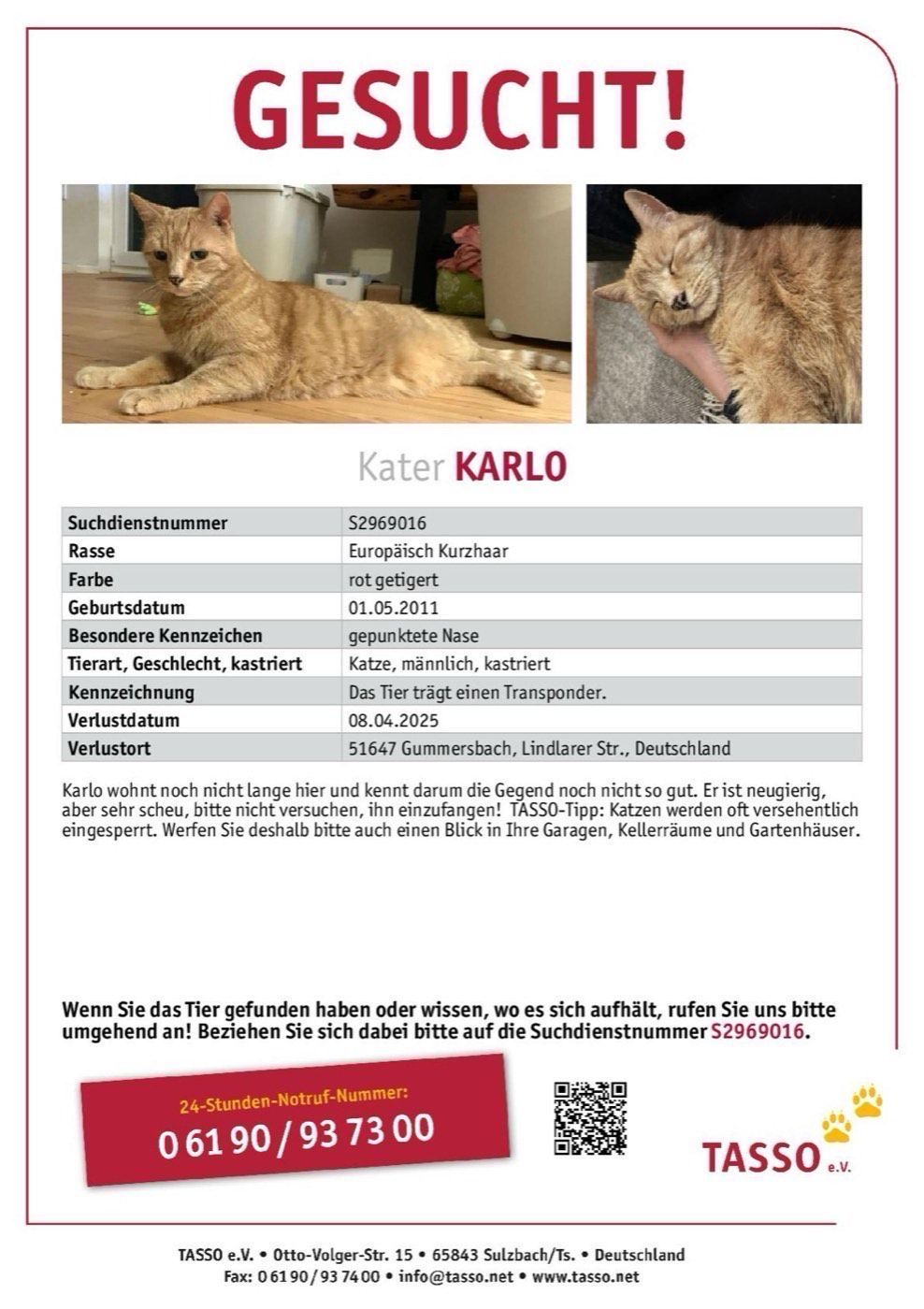 Vermisst wird Kater Karlo aus Gummersbach