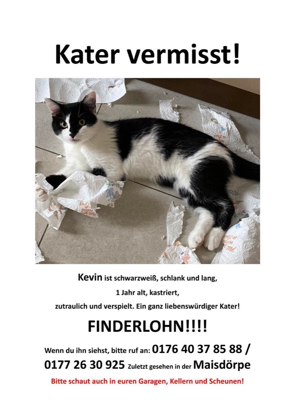 Vermisst wird Kater Kevin
