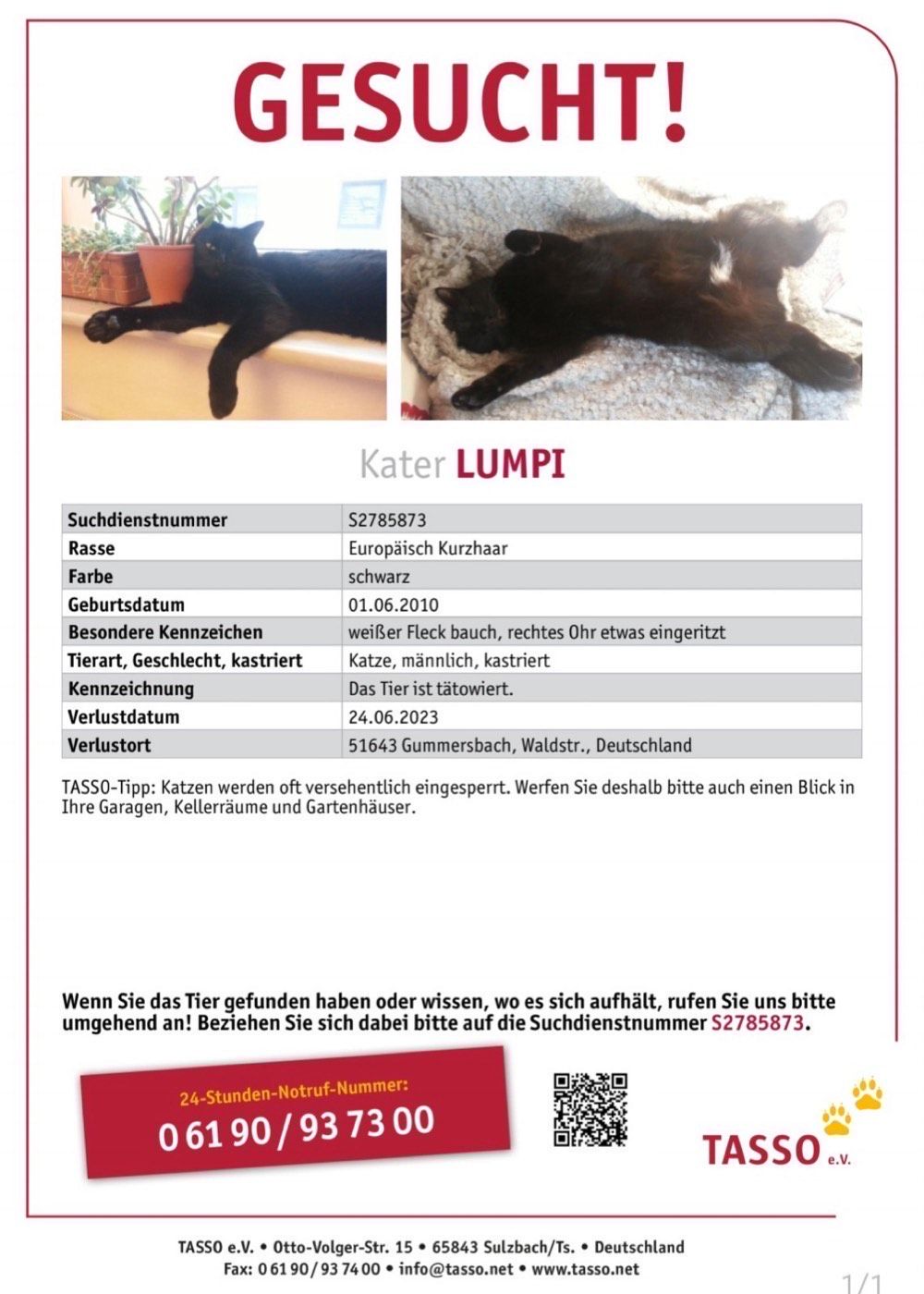 Vermisst wird Kater Lumpi