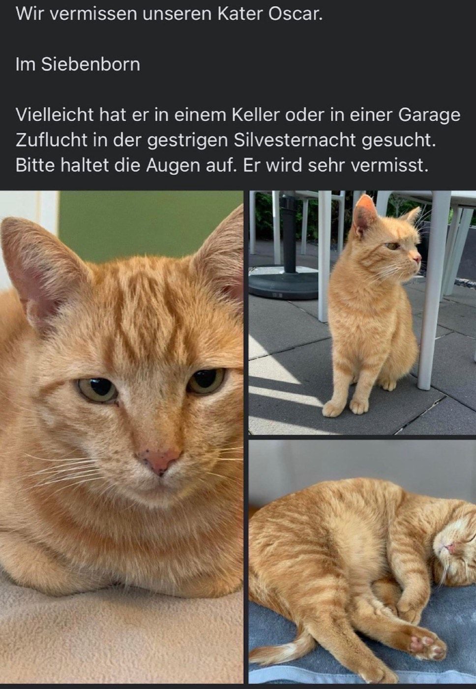 Vermisst wird Kater Oscar